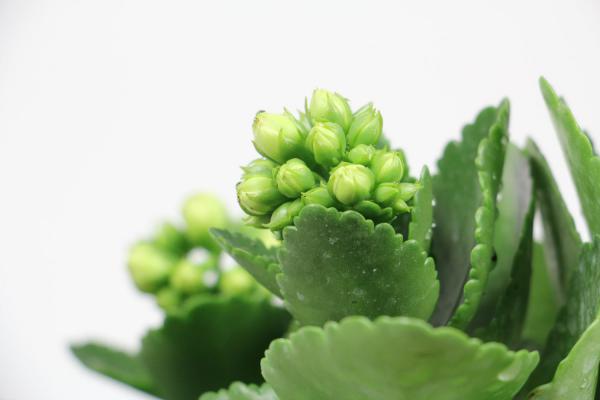 你家的长寿夏天又黑腐，人家的却爆花不断，咋回事？