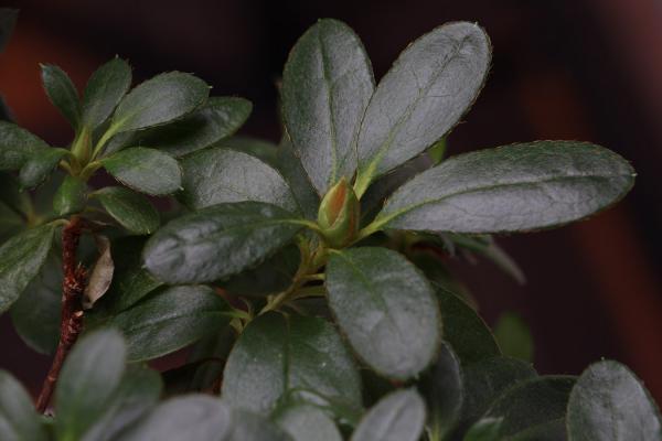 杜鹃花打焉怎么挽救