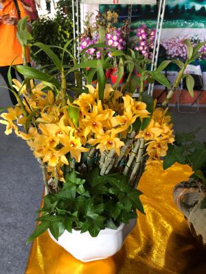 石斛不开花怎么办