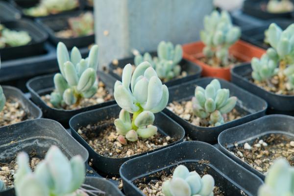 你家的多肉说死就死，人家的却连爆5盆，咋回事？