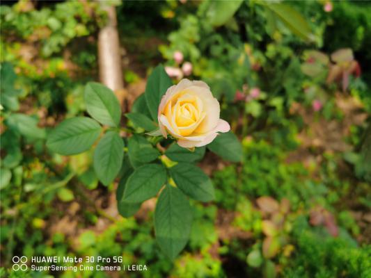 栀子月季杜鹃花……养一回死一回？学这1招，连开3个月...