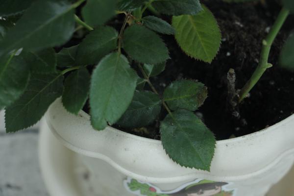 月季叶子发蔫怎么办