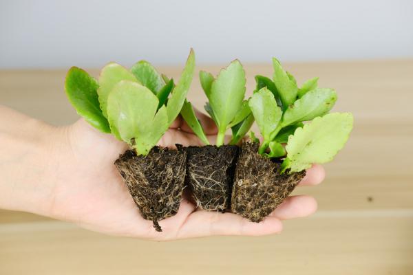 长寿花叶子小怎么办