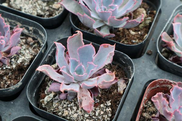 多肉黑腐还化水，1招就能起死回生，爆到夏天不用愁！