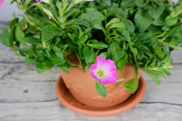 矮牵牛为什么不开花