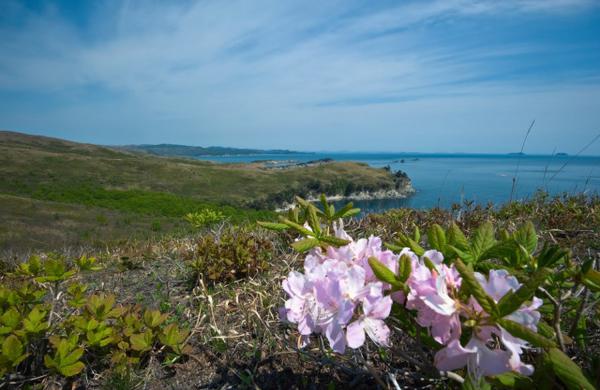 杜鹃花冻了怎么办