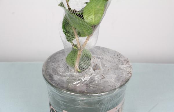 茶花长歪了怎么办