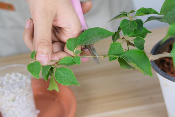 三角梅水浇多了怎么办