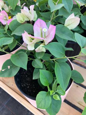 三角梅叶子发黑怎么办