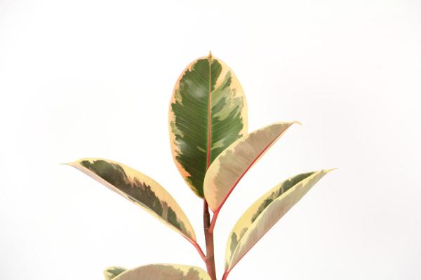 橡皮树叶子打卷怎么办