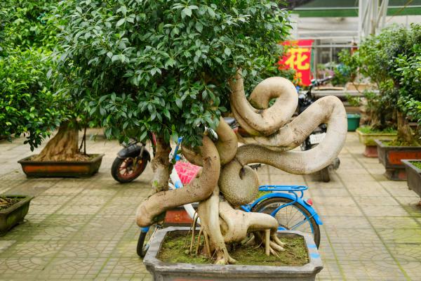 人参榕叶子发黑怎么办