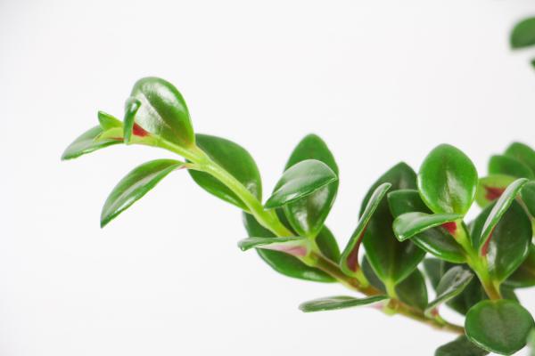 金鱼吊兰叶子长黄斑怎么办