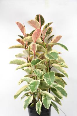 橡皮树叶子下垂怎么办