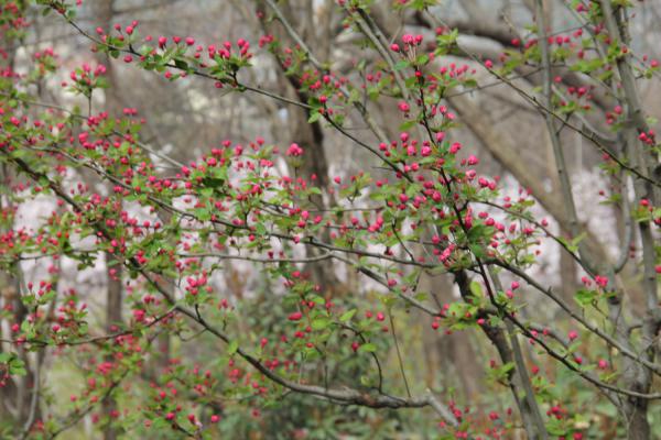海棠花叶子干枯怎么办