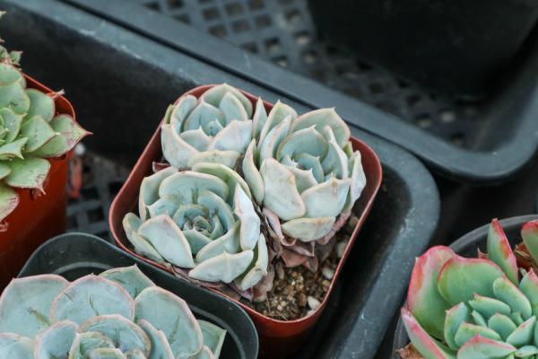 多肉冻成冰糖葫芦，简单1步，竟然打了鸡血似的活了！