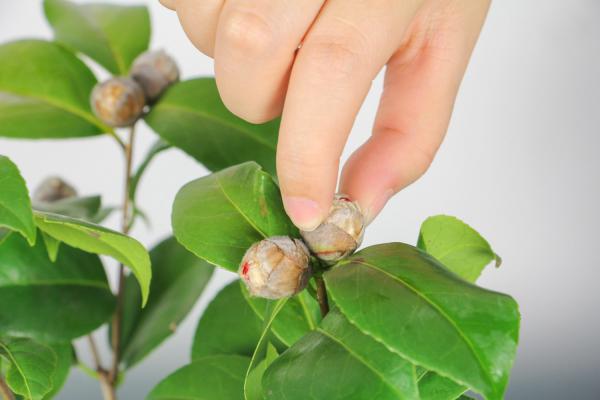 养茶花，你竟然不懂这3件事？难怪养一盆死一盆！