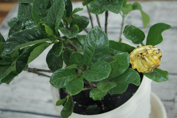 栀子花叶子蔫了怎么办