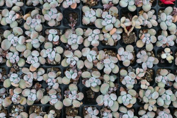 桃美人叶子发软透明怎么办