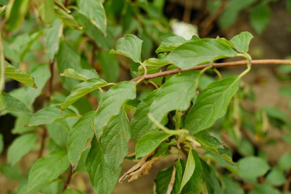 绣球花蔫了怎么办