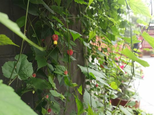 蔓性风铃花叶子发蔫怎么办