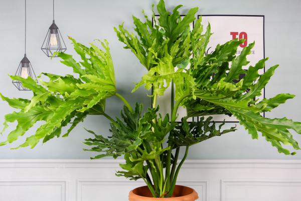 春羽叶子腐烂怎么办