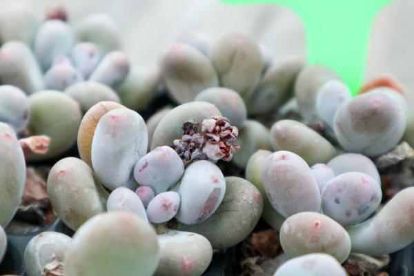 桃美人叶子化水怎么办