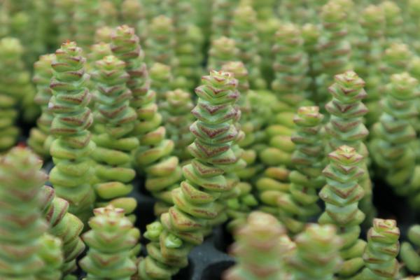 钱串多肉木质化怎么办