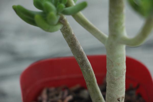 乙女心变软变皱怎么办