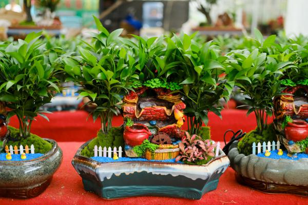 竹柏烂根了怎么办