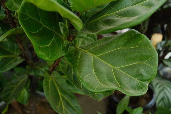 琴叶榕掉叶子怎么办，这样做叶片更健康！