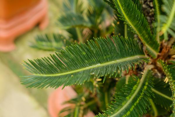 铁树叶片弯曲变形的原因和解决方法