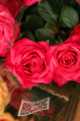 月季扦插过程中的常见问题