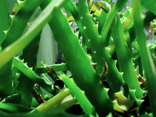 芦荟叶子干瘪是怎么回事