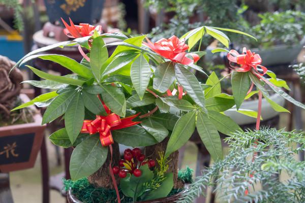 发财树徒长怎么办