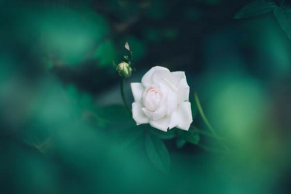 月季花花苞不开花怎么办