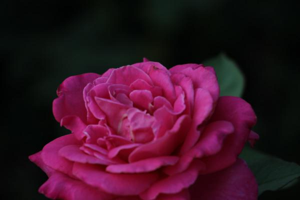 月季花为什么会越开越小