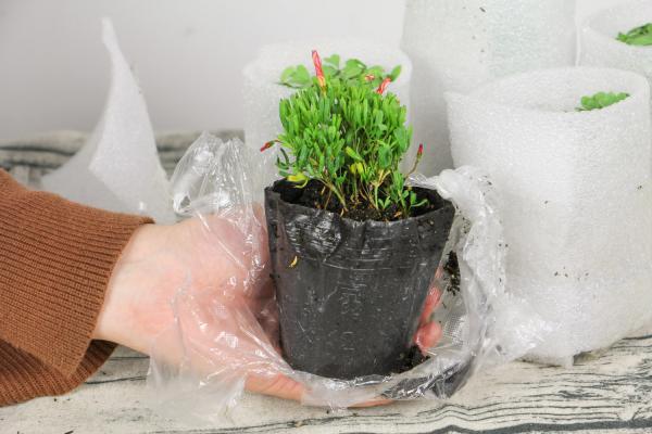 酢浆草徒长要怎么处理