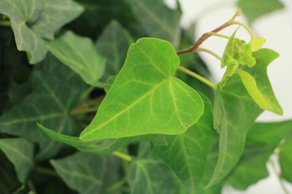 常春藤叶子发蔫怎么办