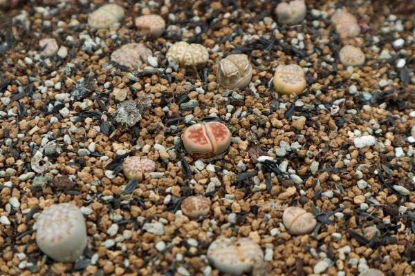 生石花皱了怎么办