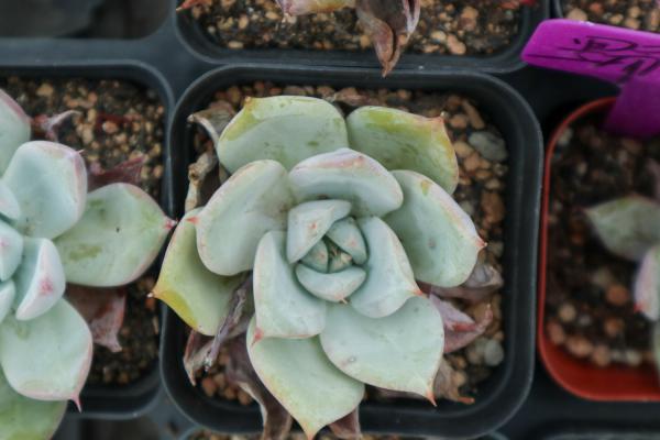 多肉叶子发软怎么办