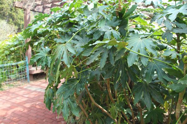 八角金盘掉叶子怎么办