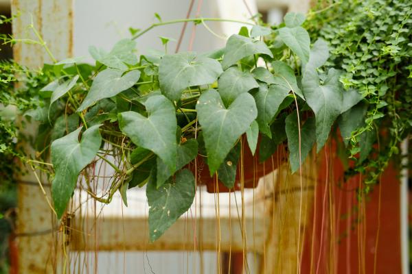 锦屏藤常见问题及解决办法