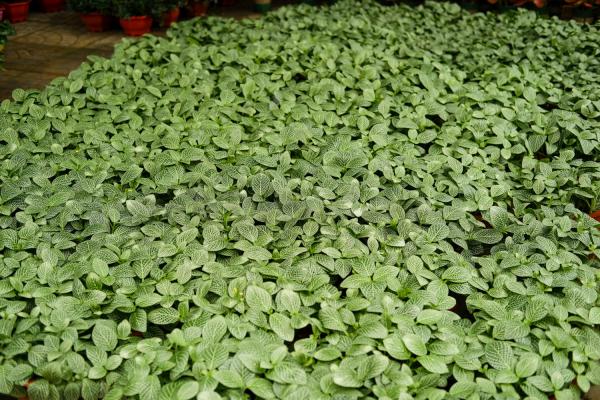 网纹草叶子蔫了怎么办