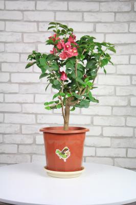 三角梅的常见问题解答