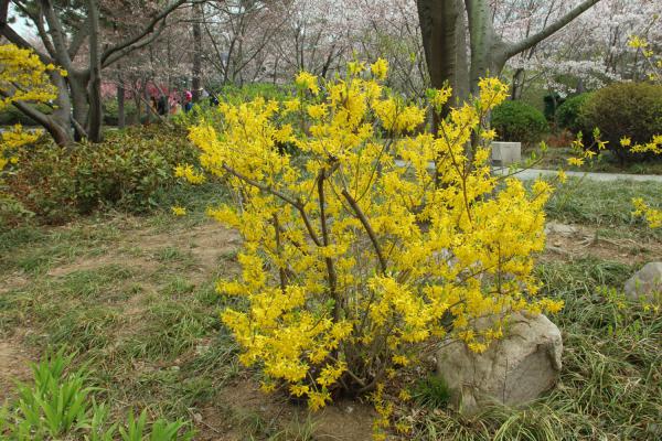 连翘只开花不结果怎么办
