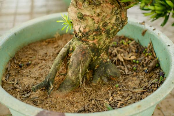 罗汉松掉叶子怎么办