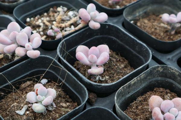 桃之卵叶片不红怎么办