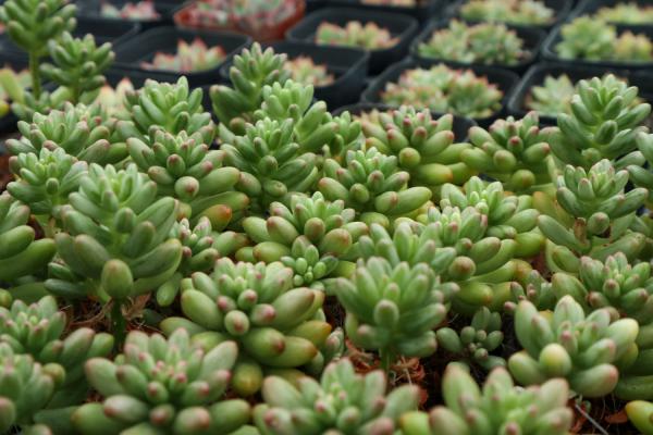 虹之玉掉叶子怎么办