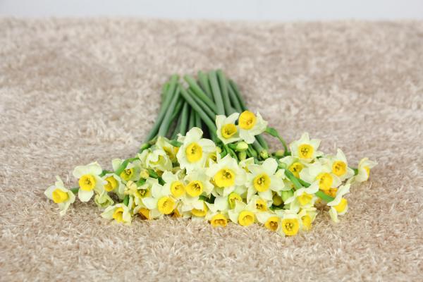 水仙花叶子发软怎么办