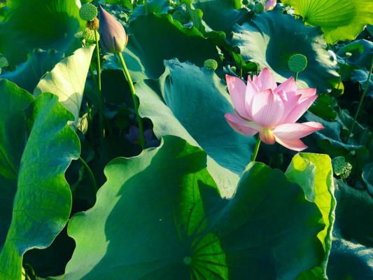 盆栽荷花为什么不现蕾不开花